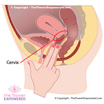 Pelvic Organ Prolapse - How to feel your cervix