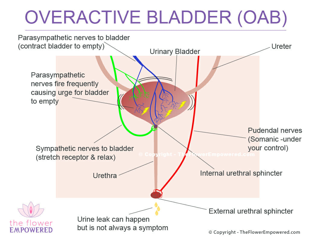 Overactive Bladder (OAB) - ASUI