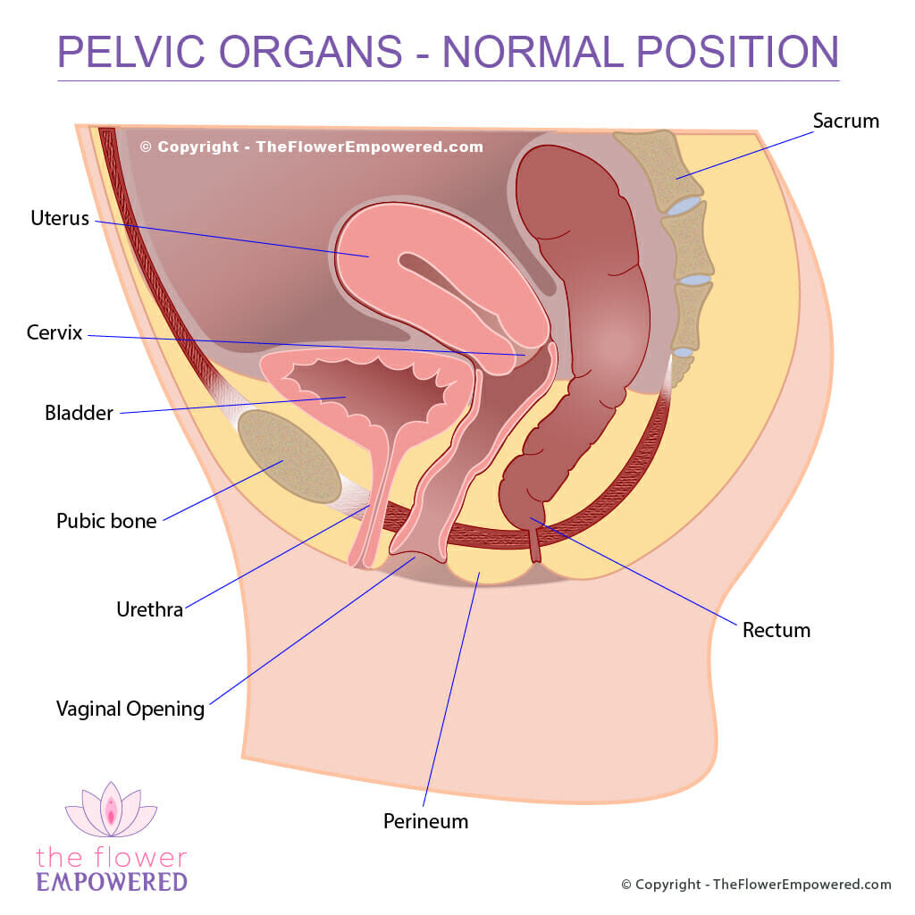 Pelvic Organ Prolapse - Pelvic Organs - Normal Position