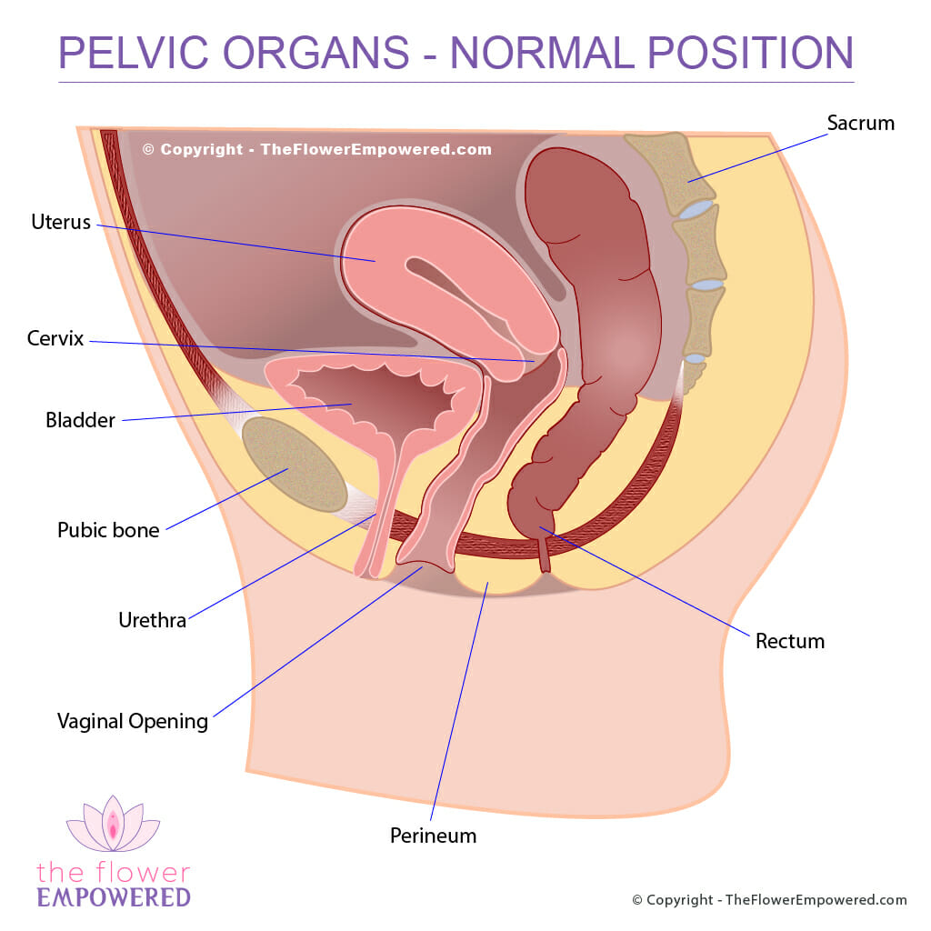 11-5-12-perineum-fundamentals-2016-with-giffin-at-university-of