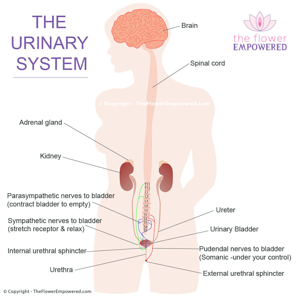 Urinary System