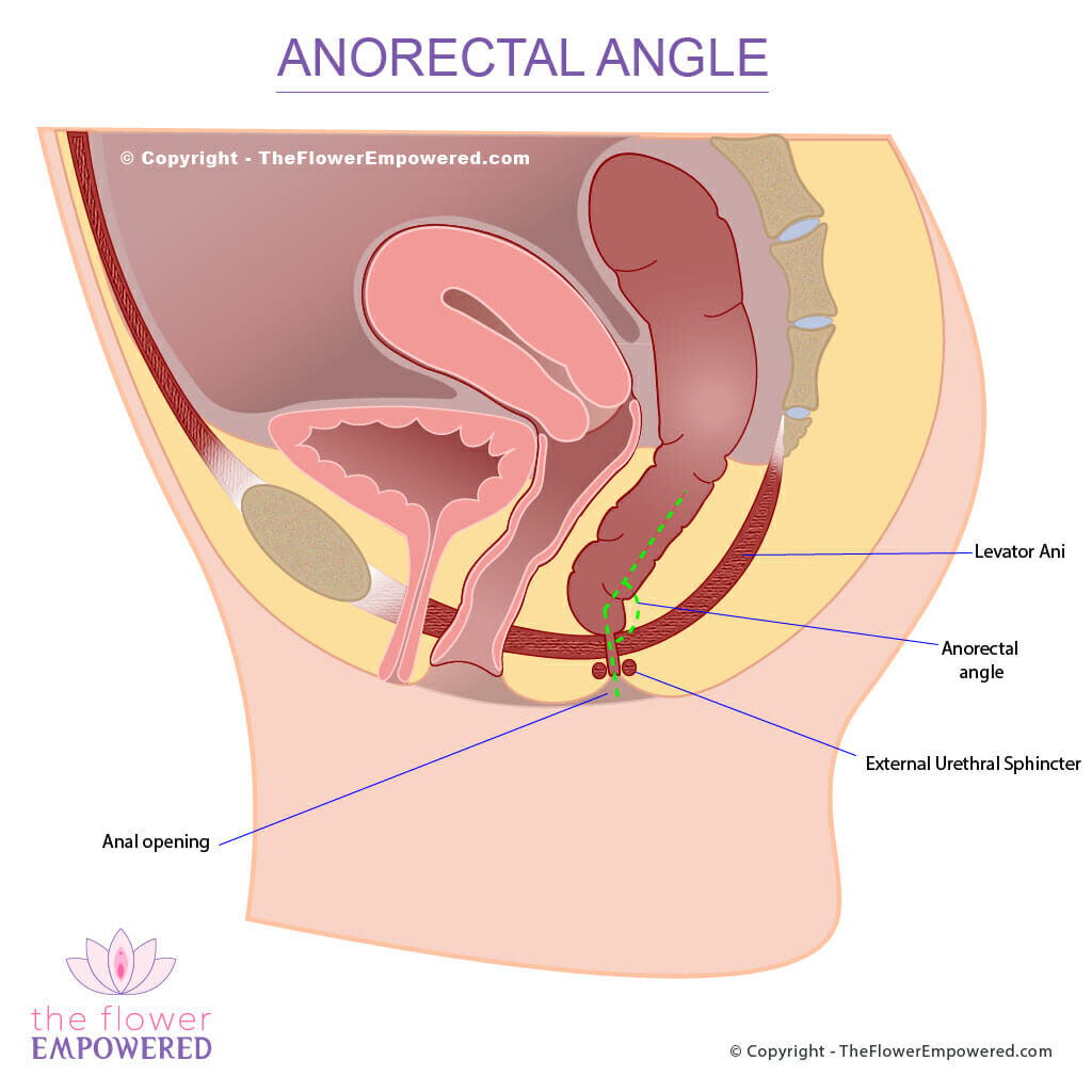Anorectal angle measurement