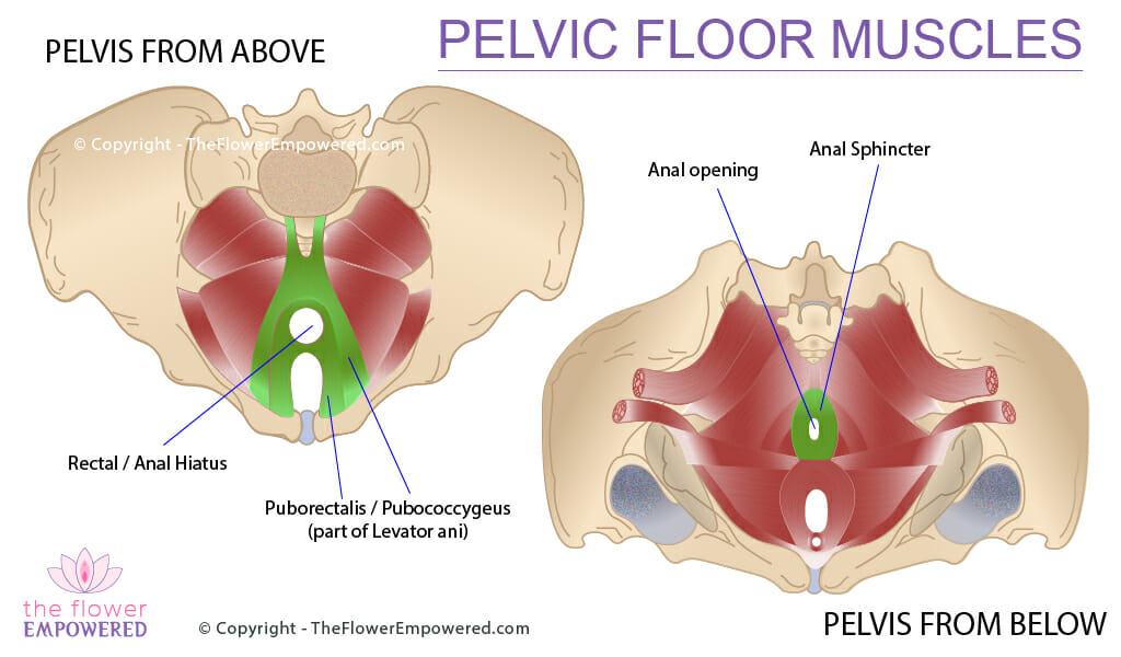 Pelvic Floor Muscles - Fecal Incontinence