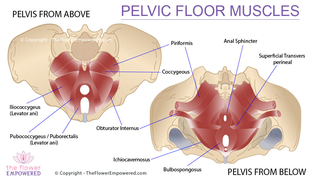 Pelvic Floor Muscles