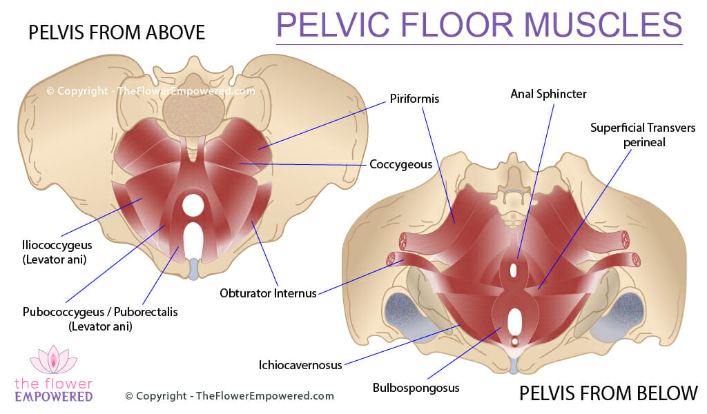 Chronic Pelvic Pain Cpp Affects 2 Of The Female Population Globally