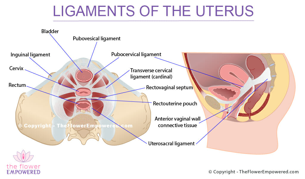 Ligaments of the Uterus