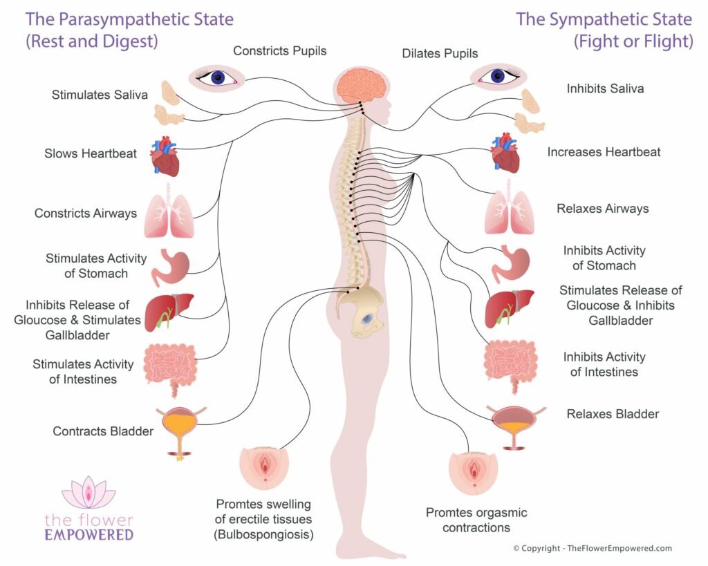 Autonomic Nervous System - PNS & SNS