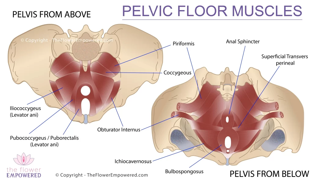 Pelvic floor muscles shown from from above and below
