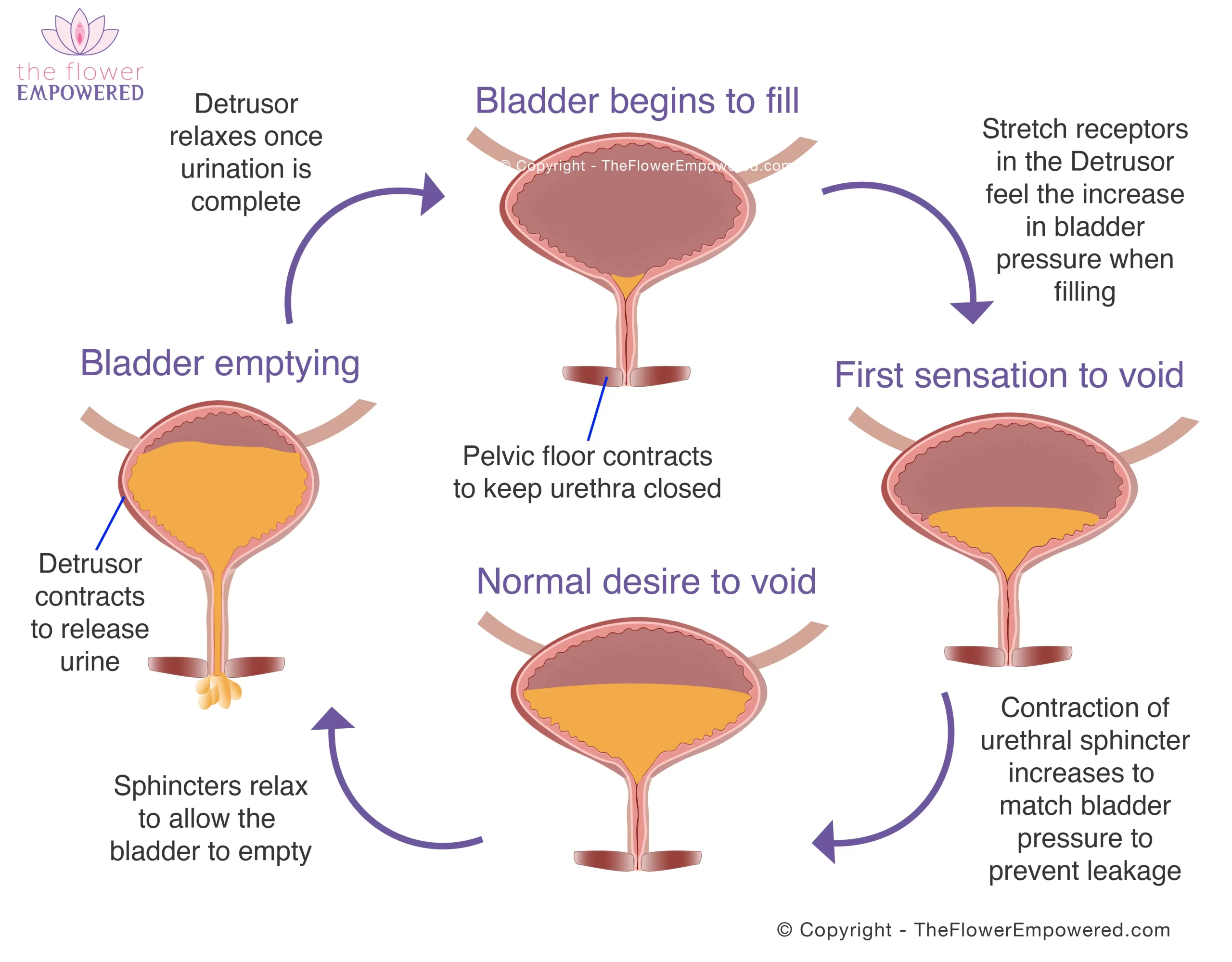 Urinary Incontinence - Bladder cycle